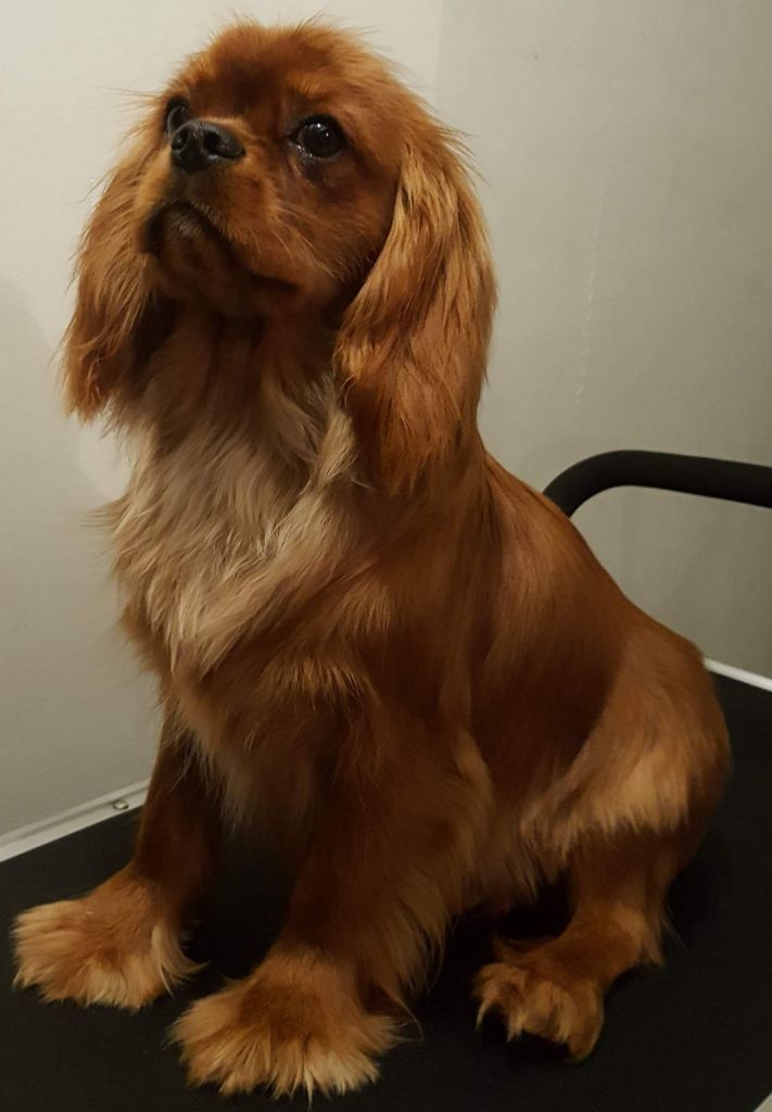 Les Cavalier King Charles Spaniel de l'affixe De L'eclipse Du J'gembad