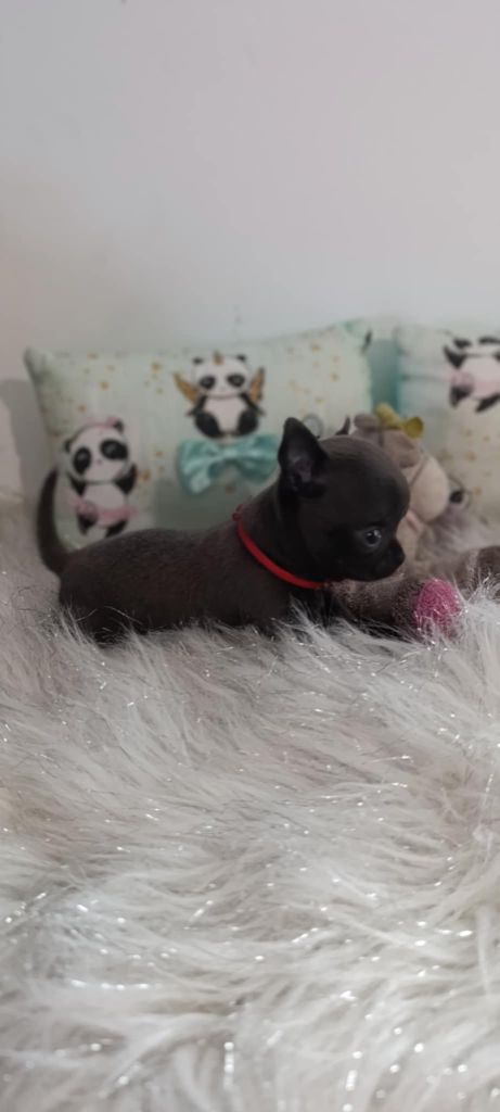 De L'eclipse Du J'gembad - Chiot disponible  - Chihuahua