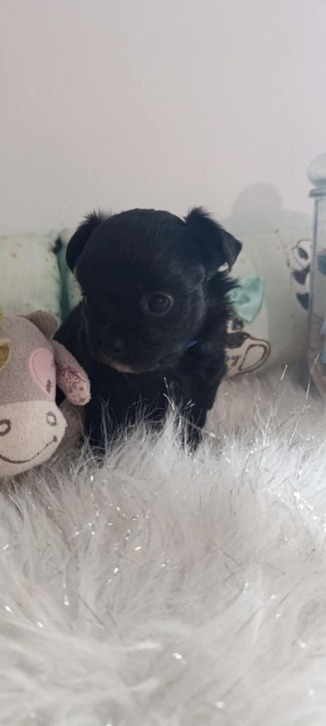 De L'eclipse Du J'gembad - Chiot disponible  - Chihuahua