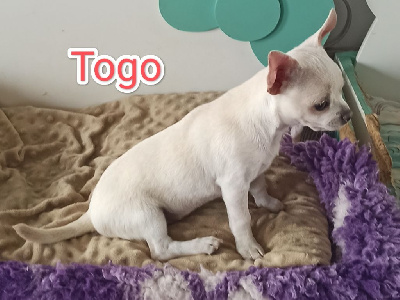 Togo