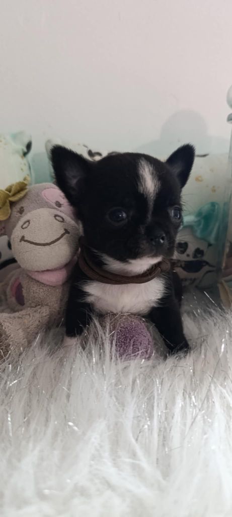 De L'eclipse Du J'gembad - Chiot disponible  - Chihuahua