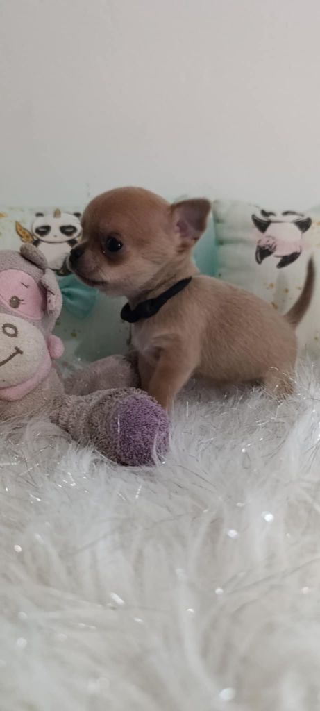 De L'eclipse Du J'gembad - Chiot disponible  - Chihuahua