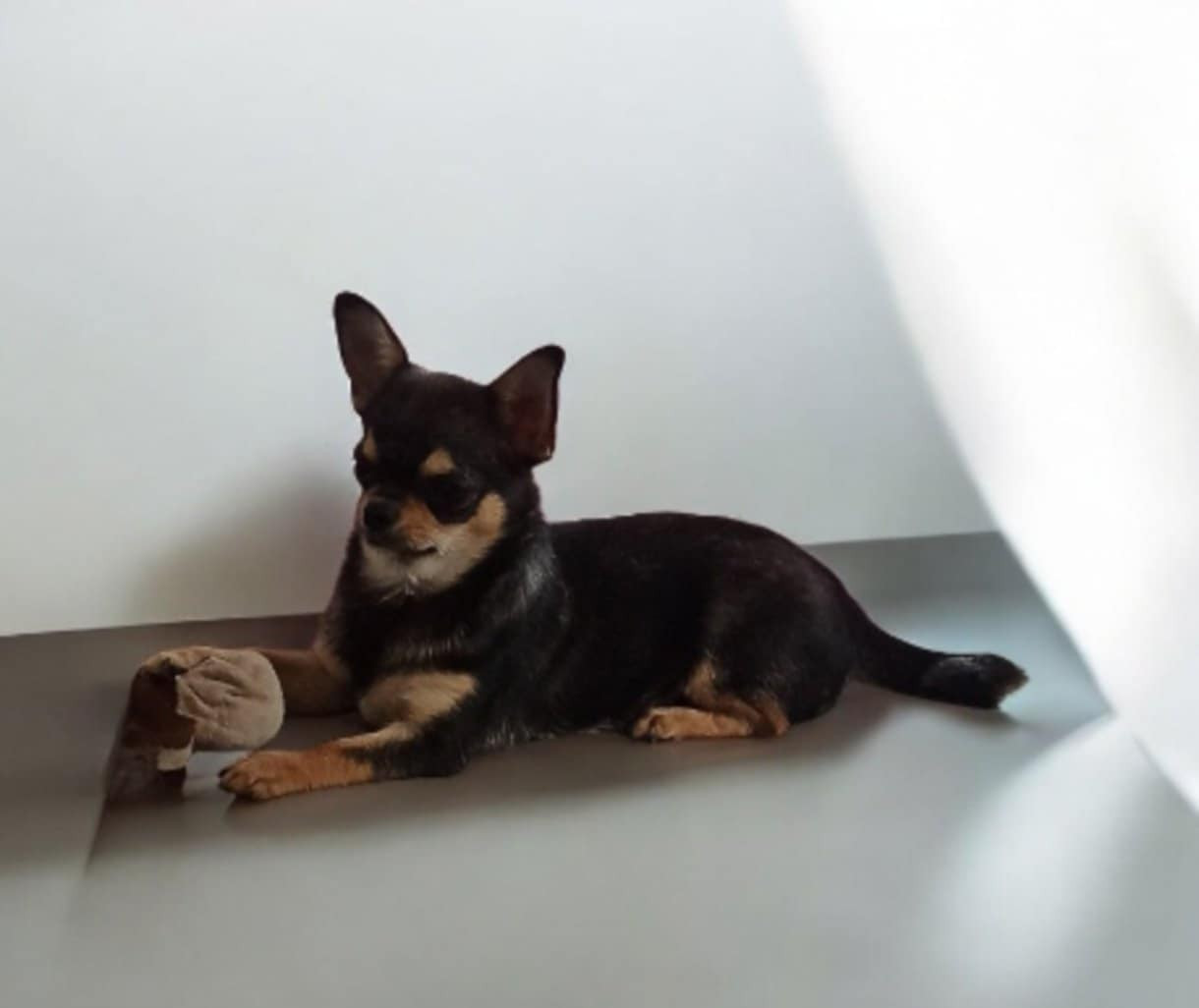 MIRTILLA-PC (Sans Affixe)