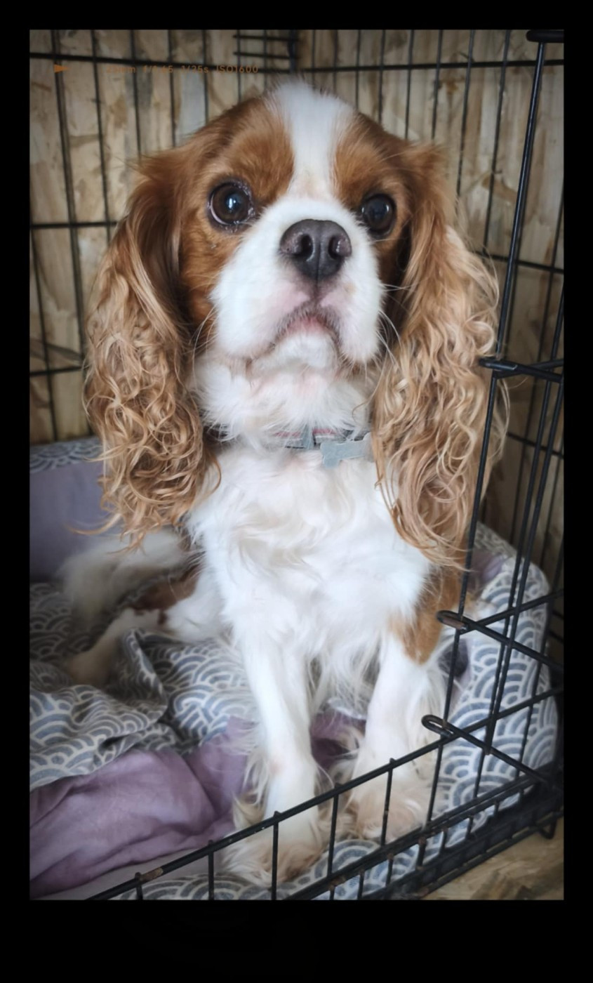 scouty De L'eclipse Du J'gembad