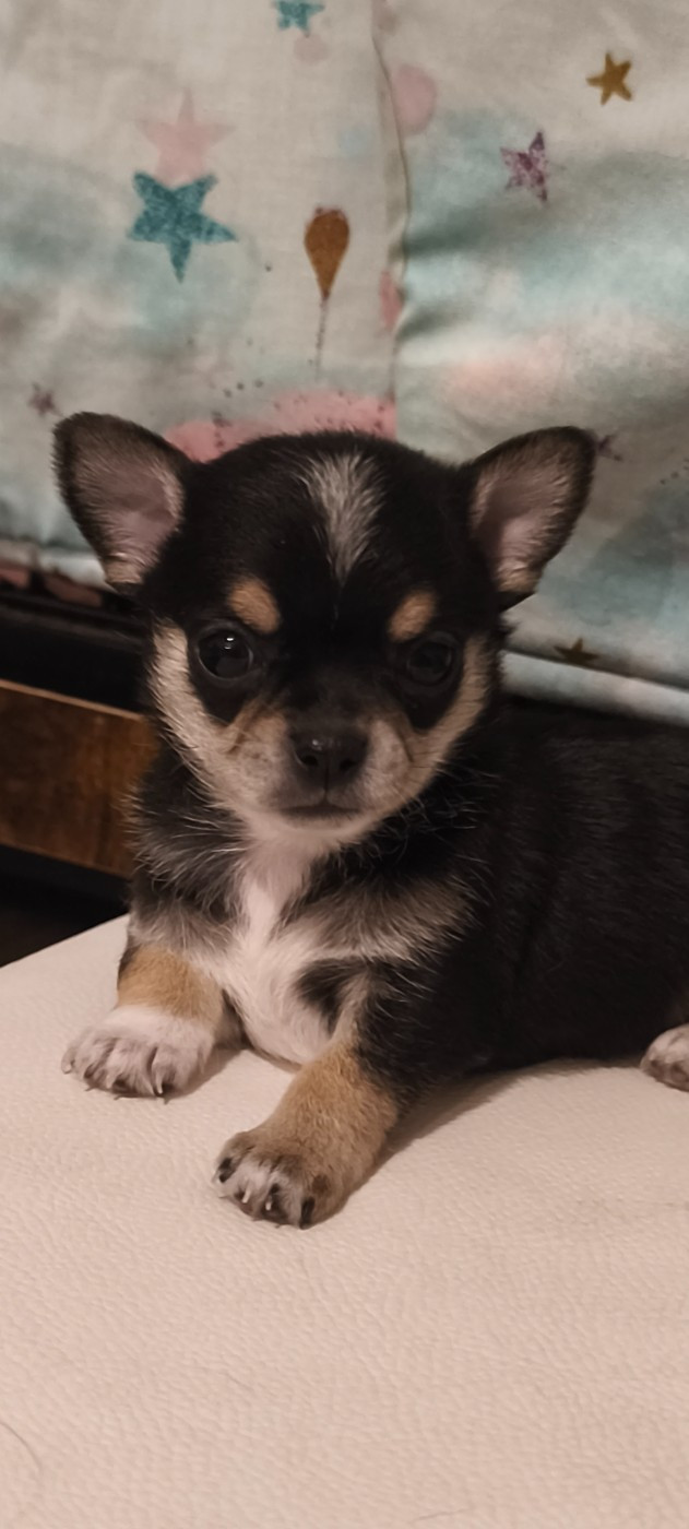 De L'eclipse Du J'gembad - Chiots disponibles - Chihuahua