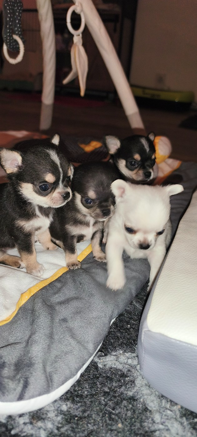 Chiot Chihuahua De L'eclipse Du J'gembad