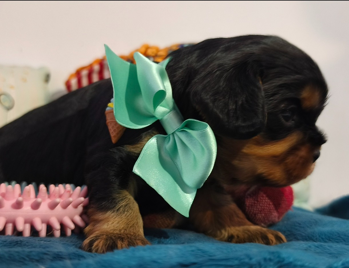 De L'eclipse Du J'gembad - Chiots disponibles - Cavalier King Charles Spaniel