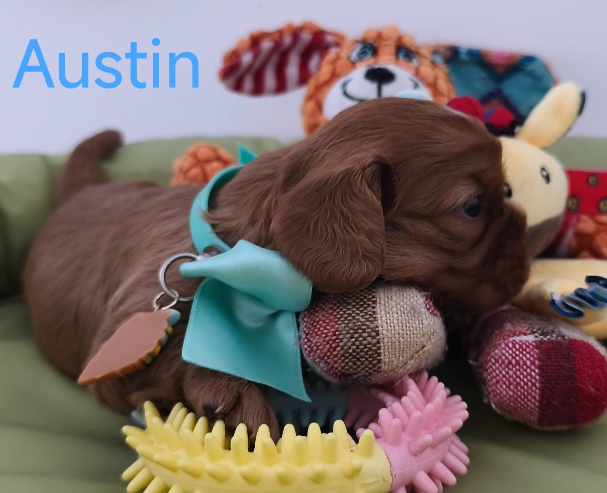 De L'eclipse Du J'gembad - Chiots disponibles - Cavalier King Charles Spaniel