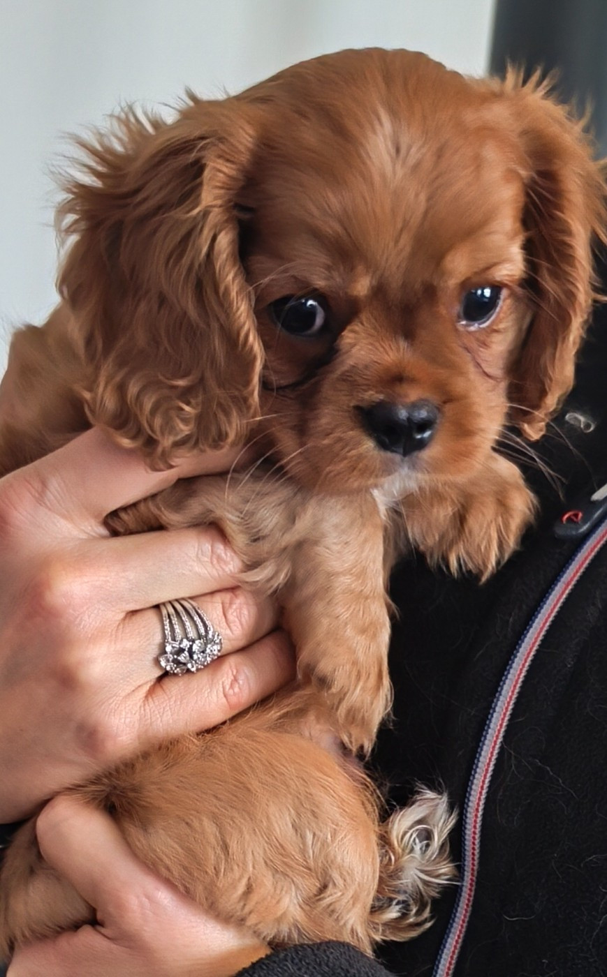 De L'eclipse Du J'gembad - Chiots disponibles - Cavalier King Charles Spaniel