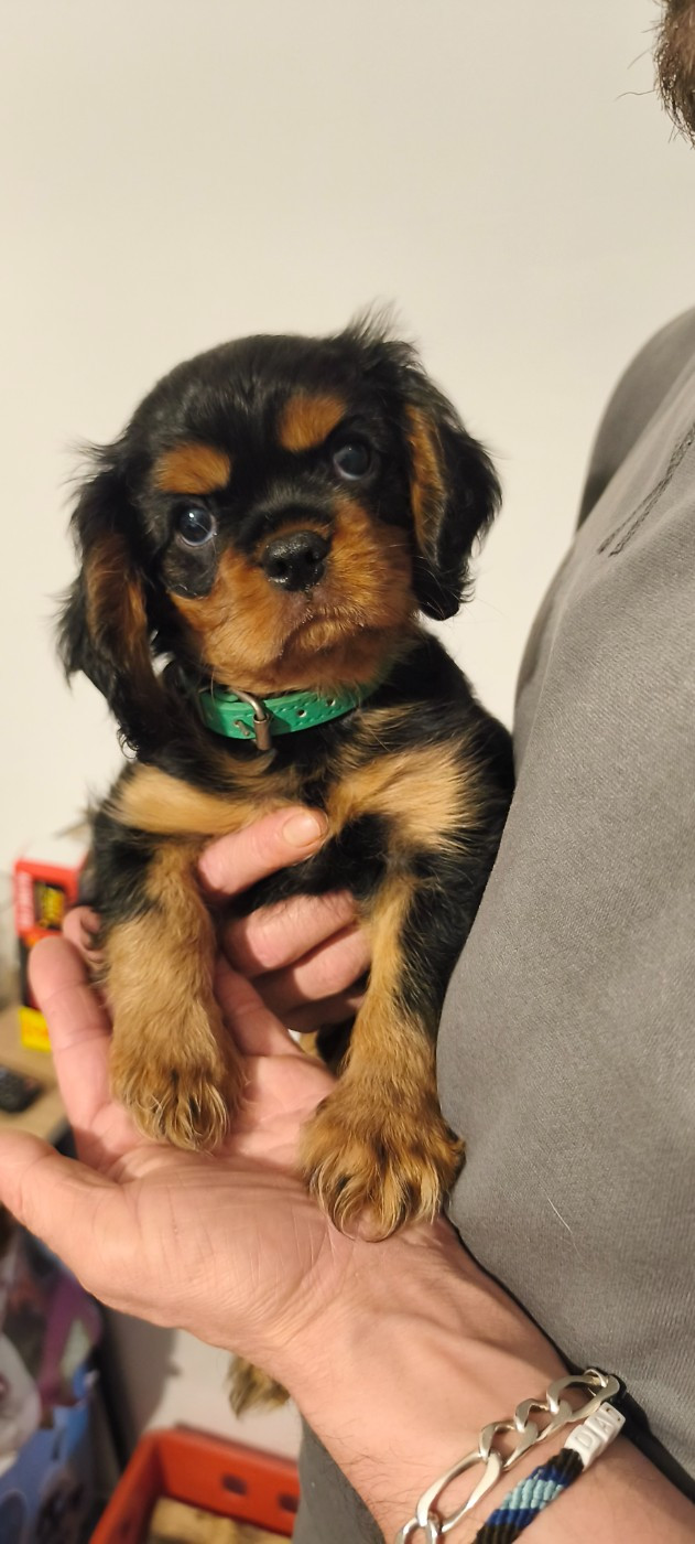 De L'eclipse Du J'gembad - Chiots disponibles - Cavalier King Charles Spaniel