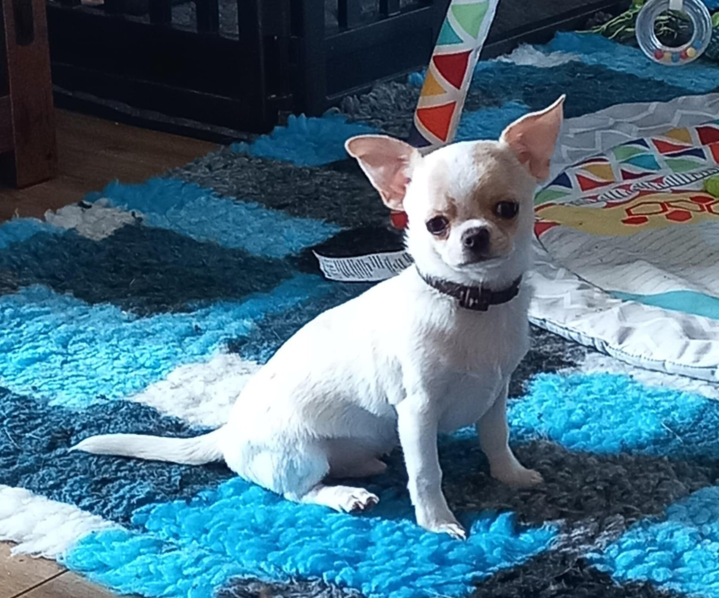 De L'eclipse Du J'gembad - Chiots disponibles - Chihuahua