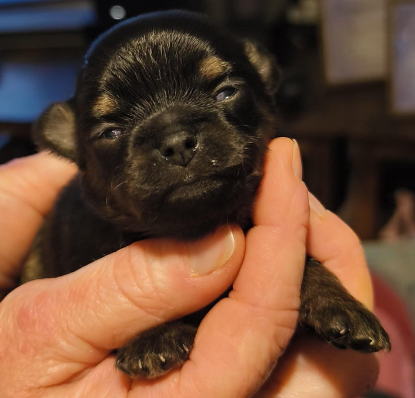 De L'eclipse Du J'gembad - Chiots disponibles - Chihuahua