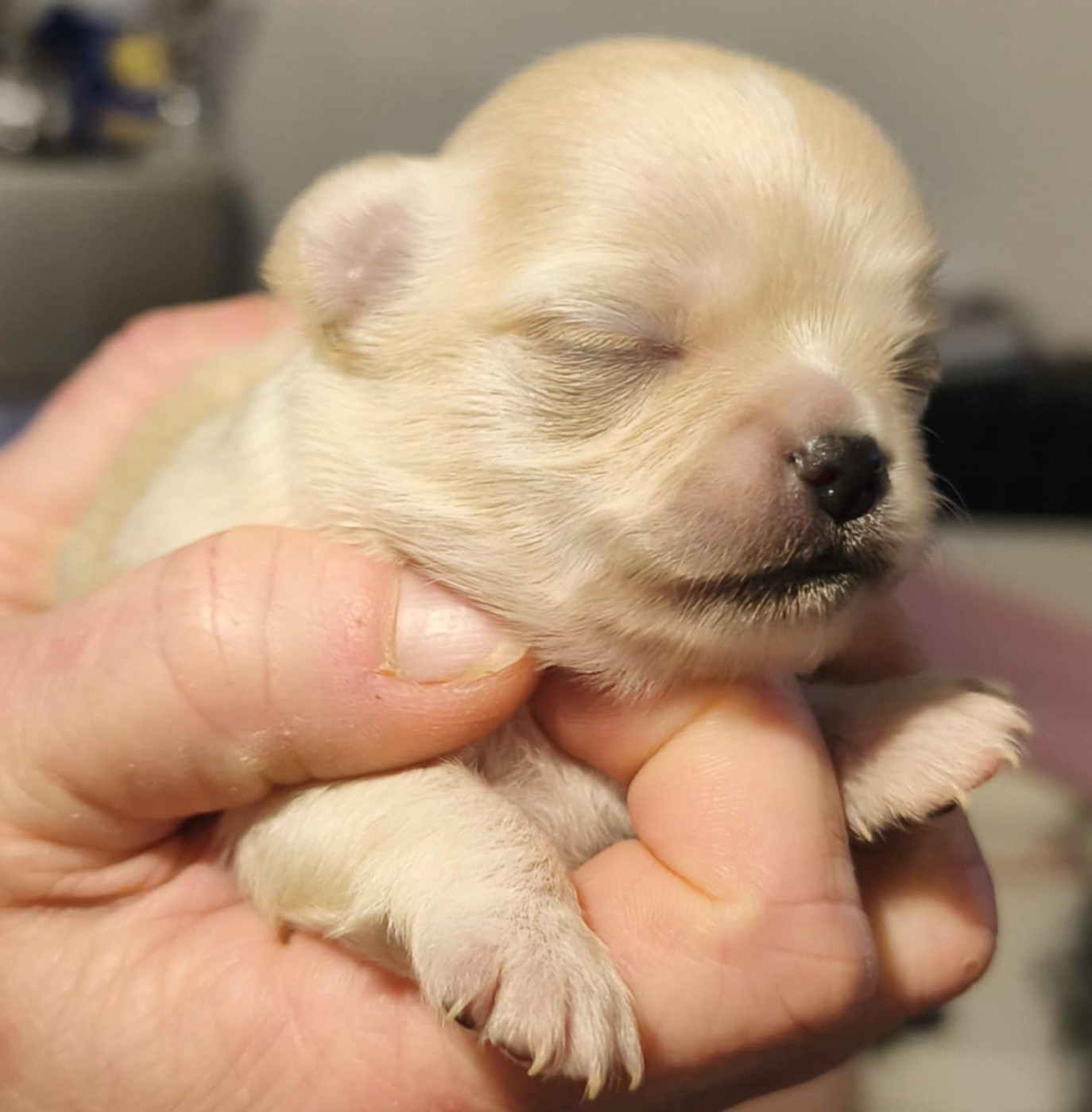 De L'eclipse Du J'gembad - Chiots disponibles - Chihuahua