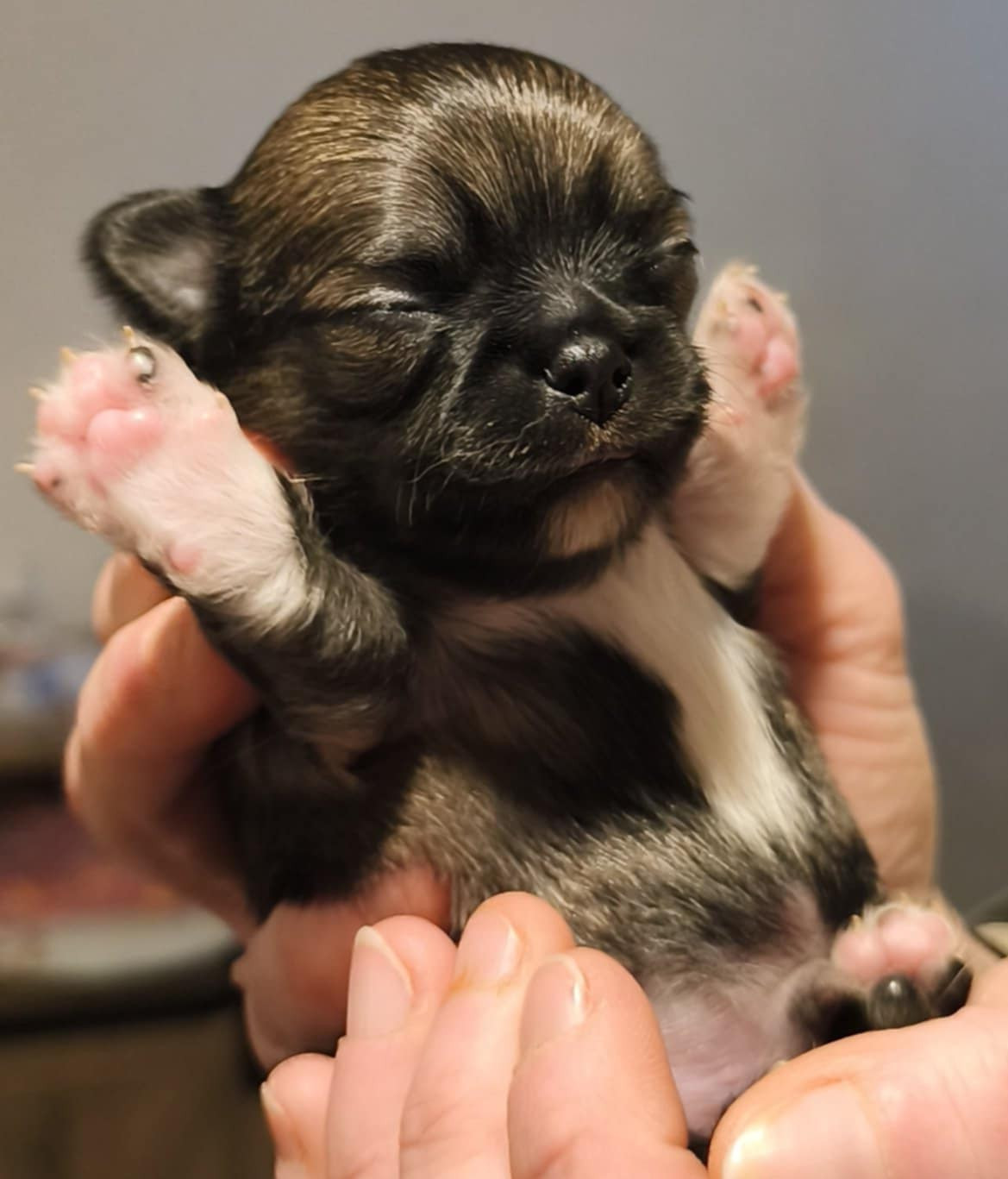 De L'eclipse Du J'gembad - Chiots disponibles - Chihuahua