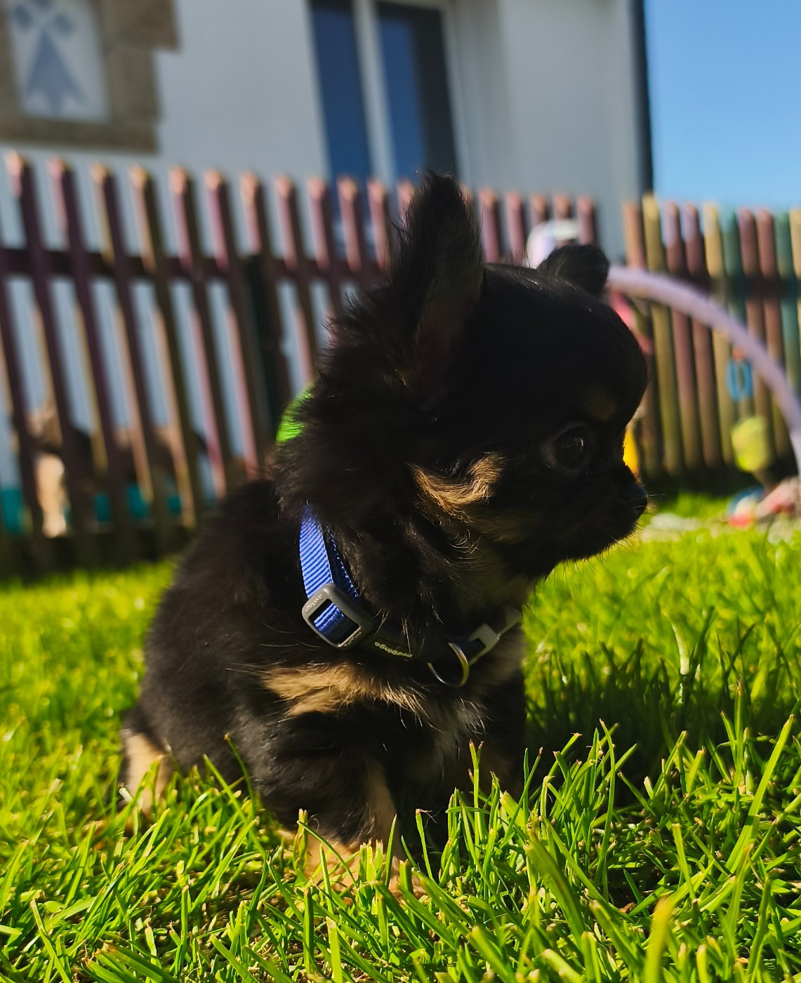 De L'eclipse Du J'gembad - Chihuahua - Portée née le 03/01/2026