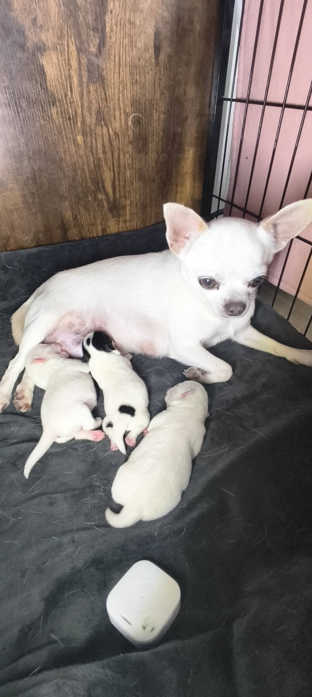 Chiot Chihuahua De L'eclipse Du J'gembad