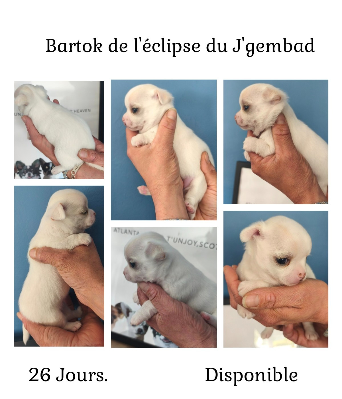 De L'eclipse Du J'gembad - Chiots disponibles - Chihuahua