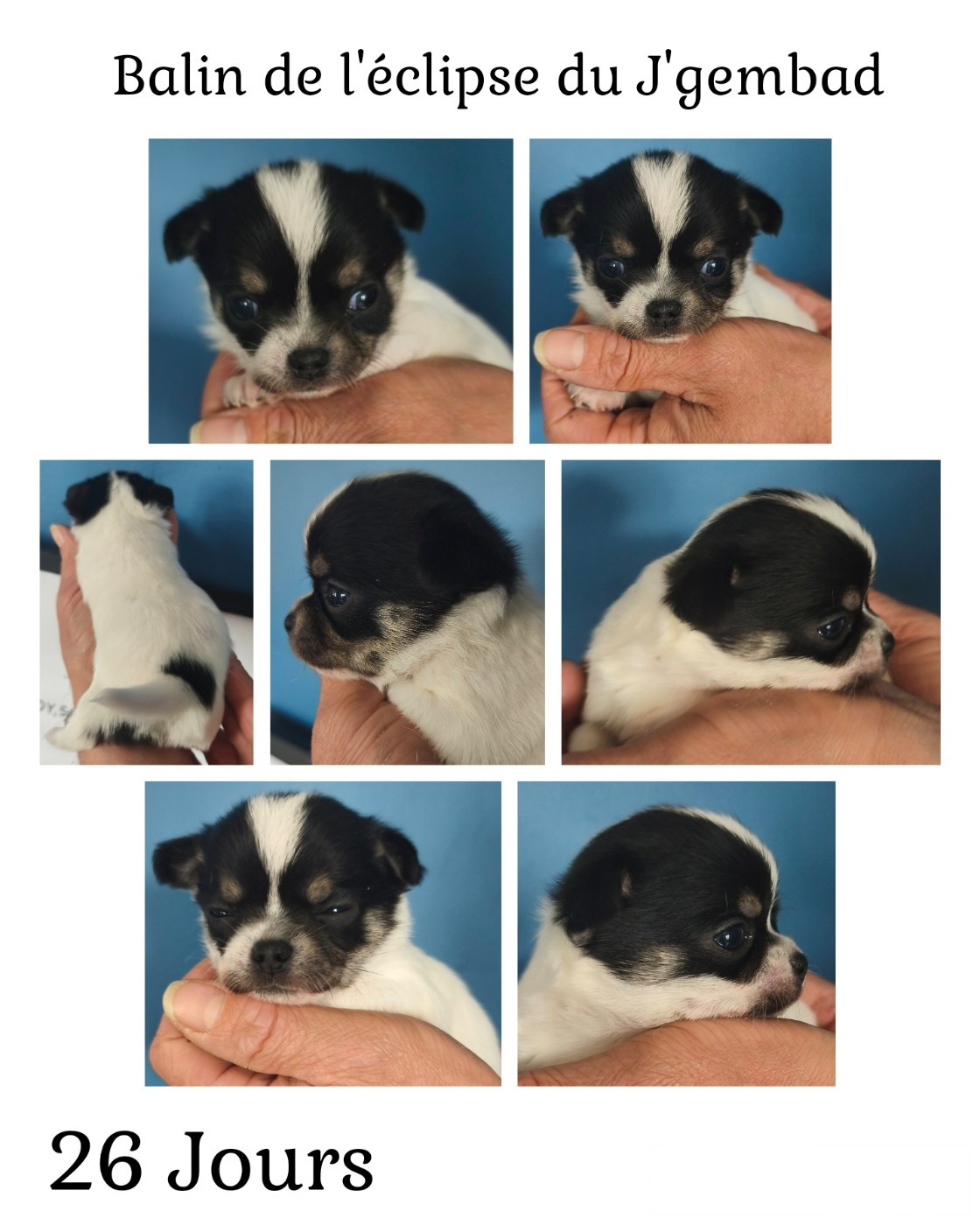 De L'eclipse Du J'gembad - Chiots disponibles - Chihuahua