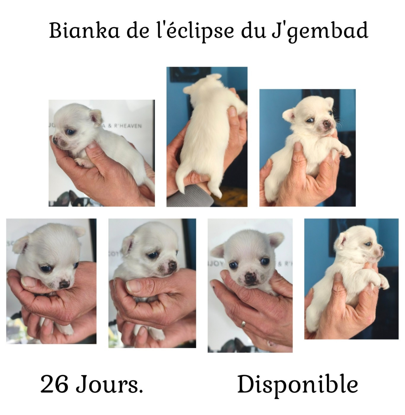 De L'eclipse Du J'gembad - Chiots disponibles - Chihuahua