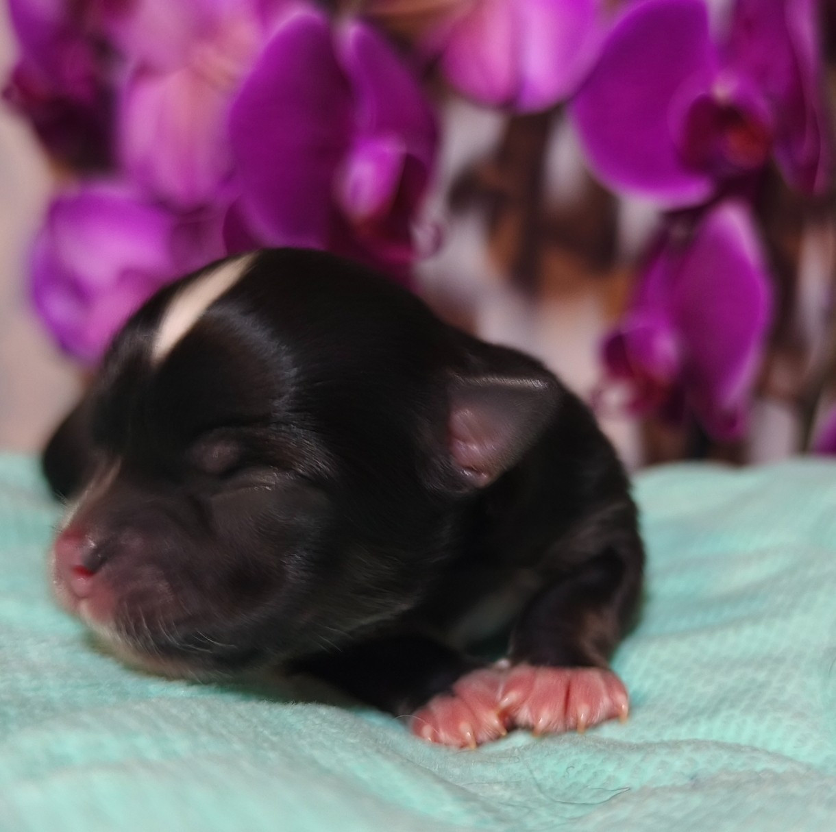 De L'eclipse Du J'gembad - Chiots disponibles - Chihuahua