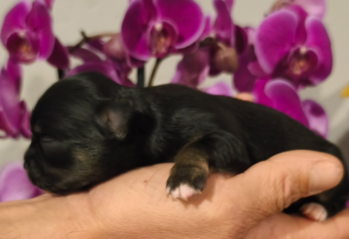 De L'eclipse Du J'gembad - Chiots disponibles - Chihuahua