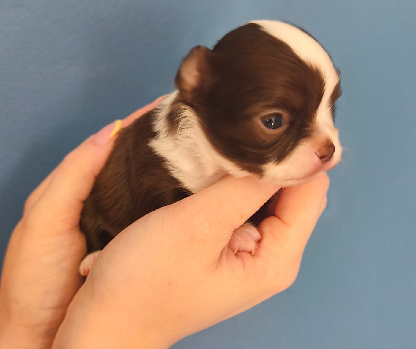 De L'eclipse Du J'gembad - Chiots disponibles - Chihuahua