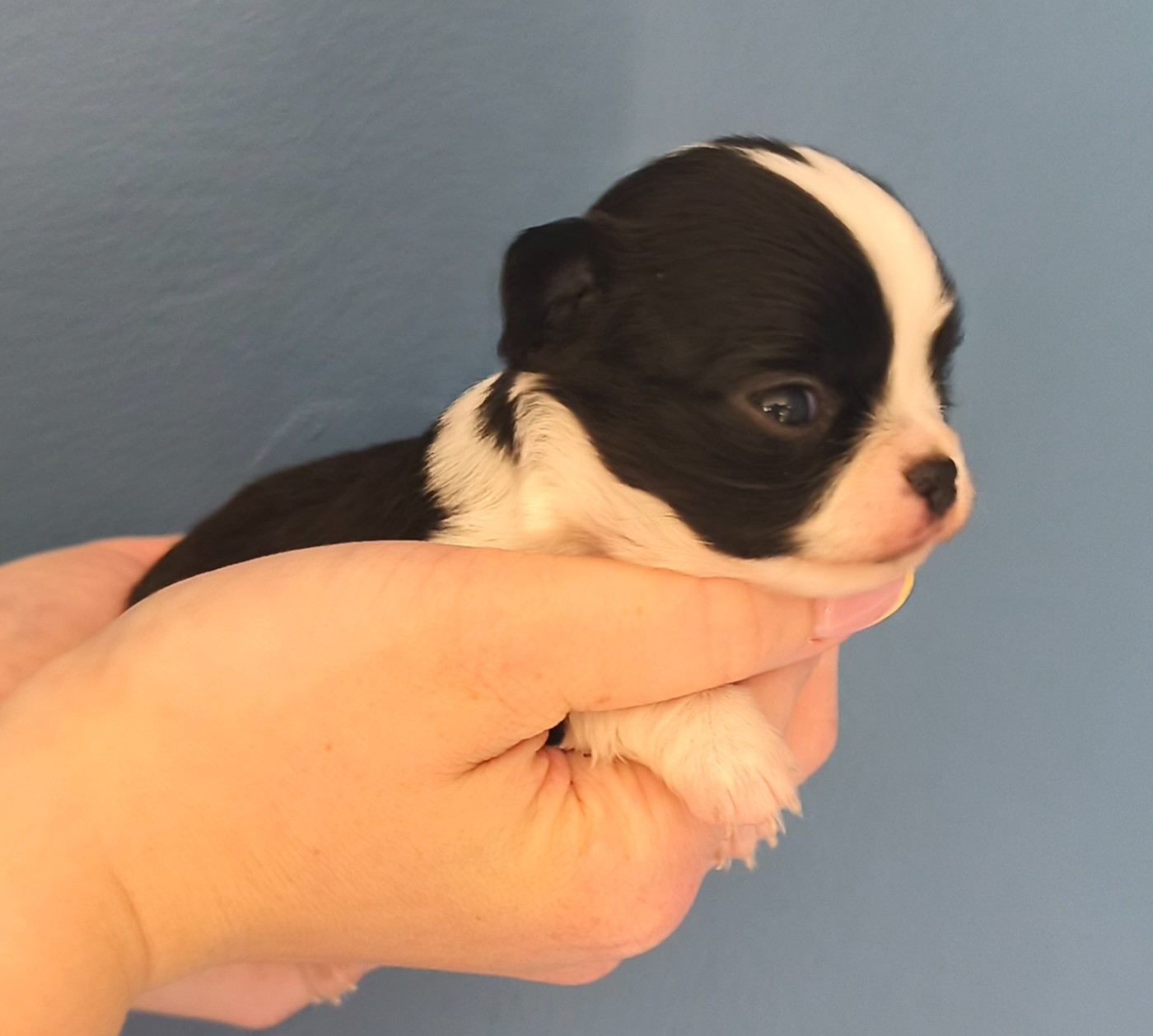 De L'eclipse Du J'gembad - Chiots disponibles - Chihuahua