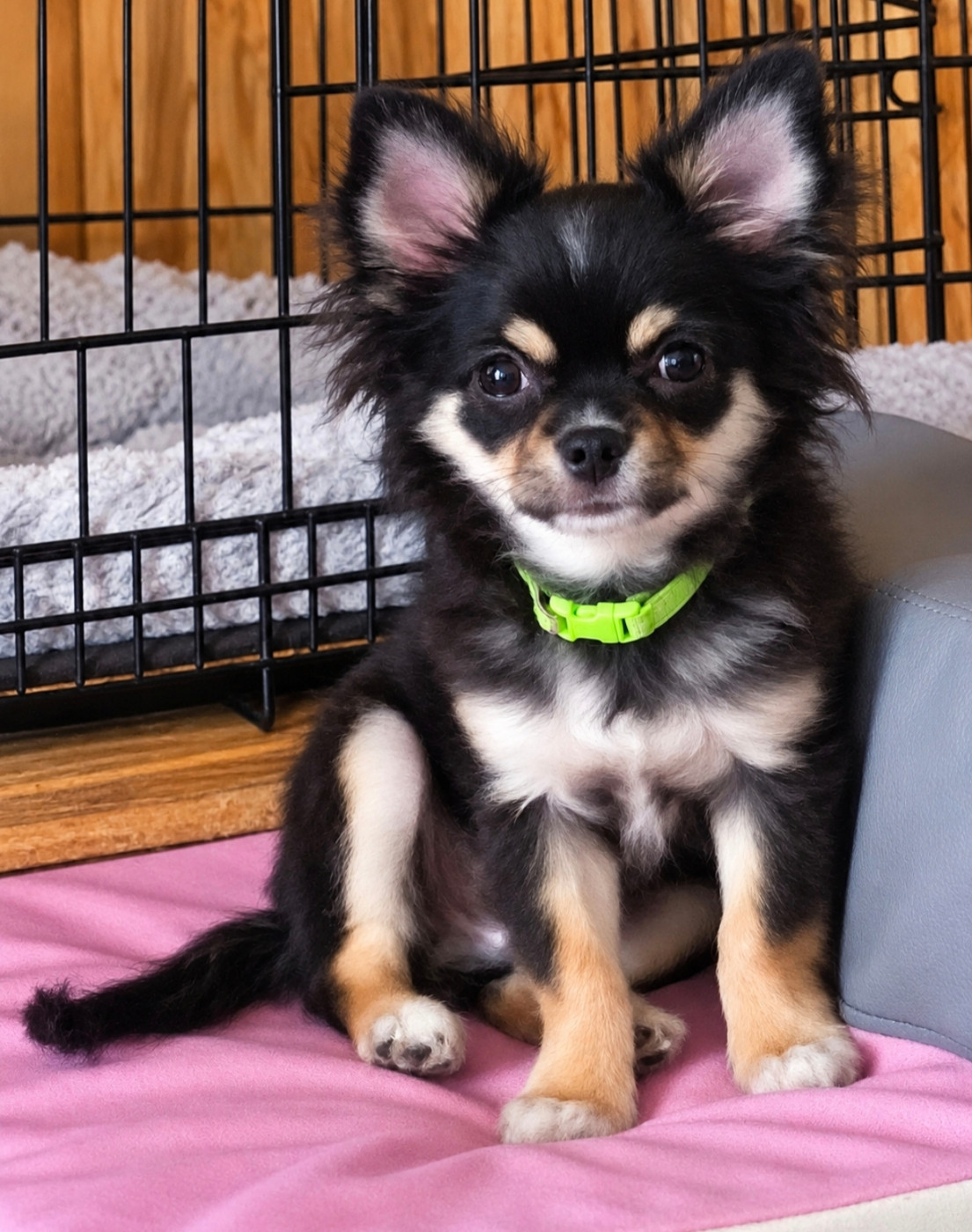 De L'eclipse Du J'gembad - Chiots disponibles - Chihuahua