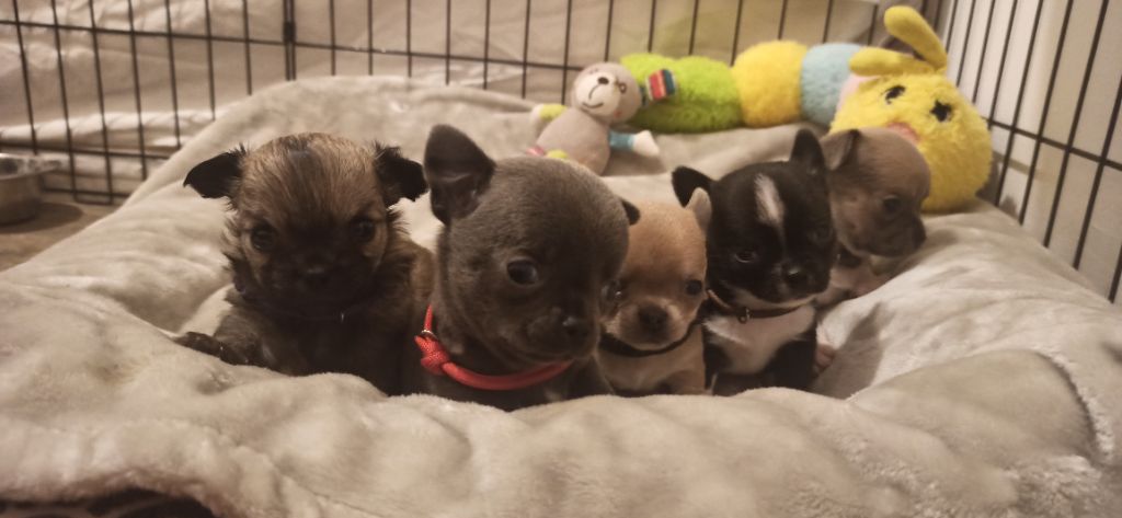 Chiot Chihuahua De L'eclipse Du J'gembad