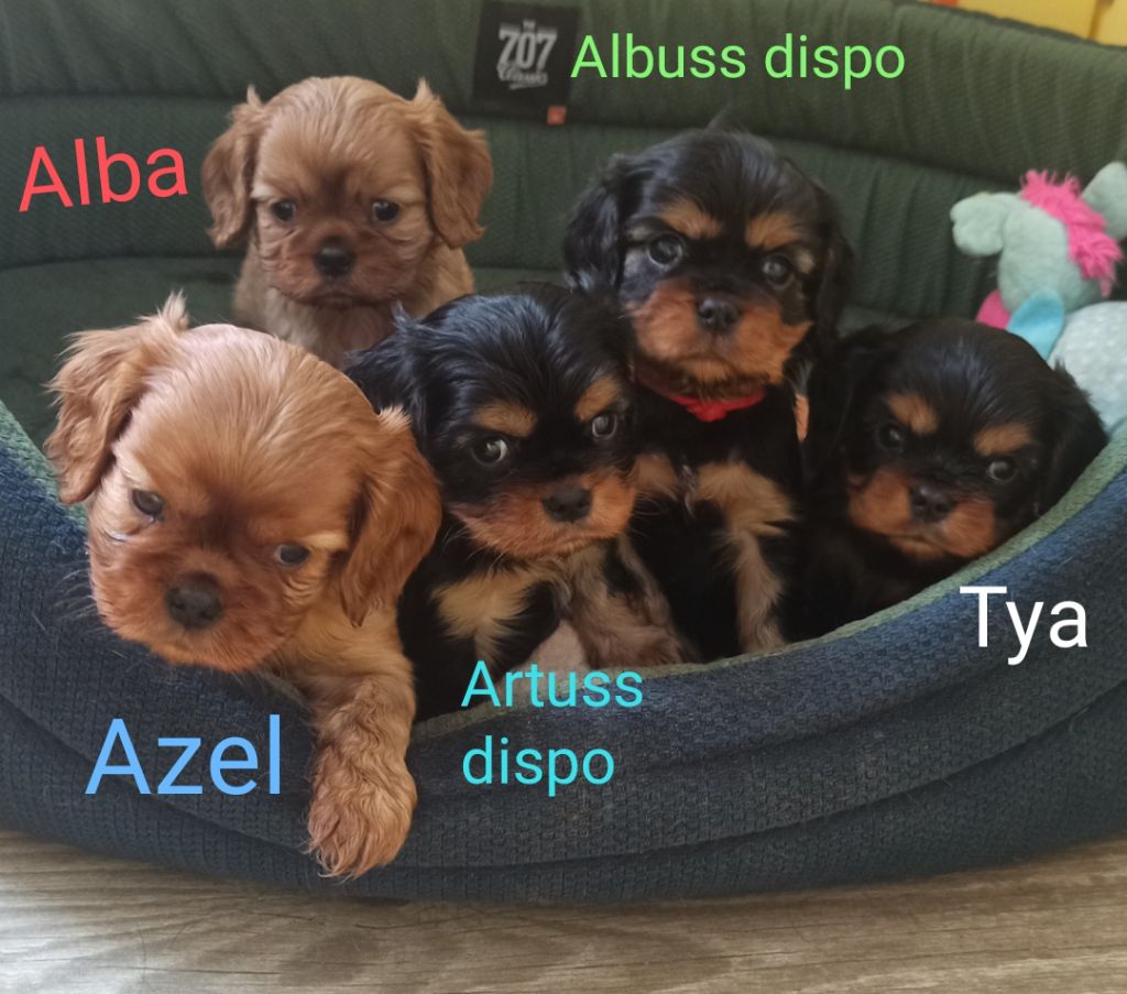 Chiot Cavalier King Charles Spaniel De L'eclipse Du J'gembad